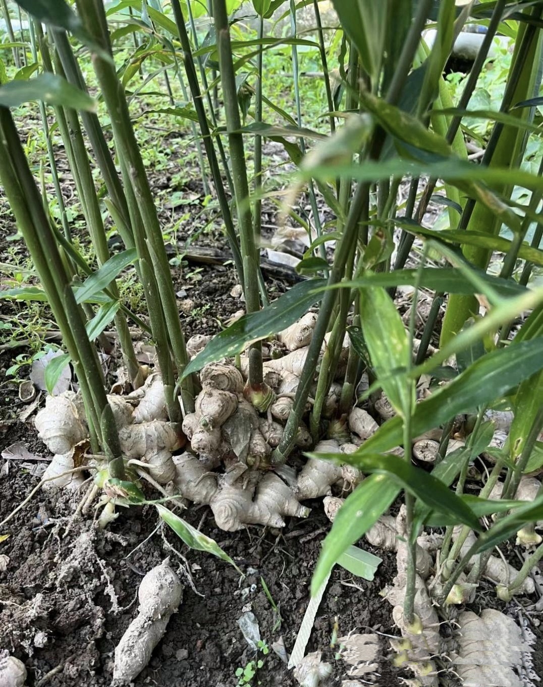 艳星赵茹珍电影_艳星赵茹珍电影_艳星赵茹珍电影